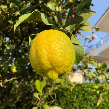 Orangerie - Where Luxury Meets Serenity *