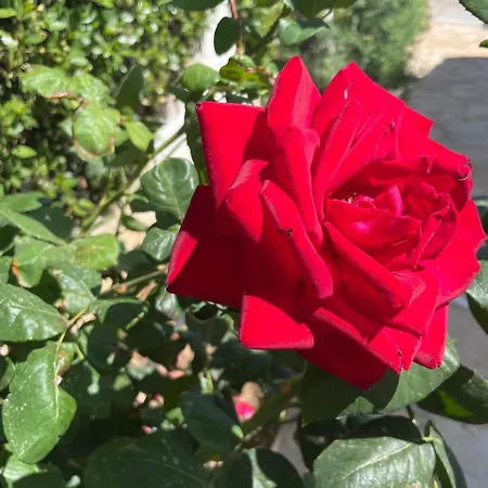 Orangerie - Where Luxury Meets Serenity * Káto Ássos