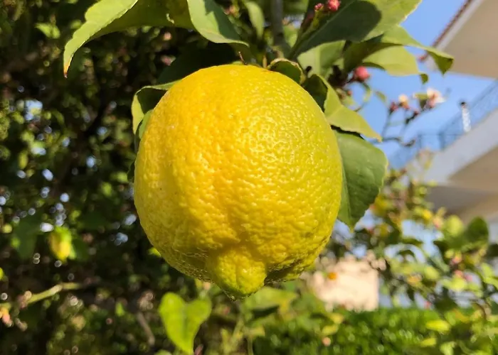 Orangerie - Where Luxury Meets Serenity *