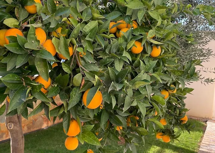 Villa Orangerie - Where Luxury Meets Serenity