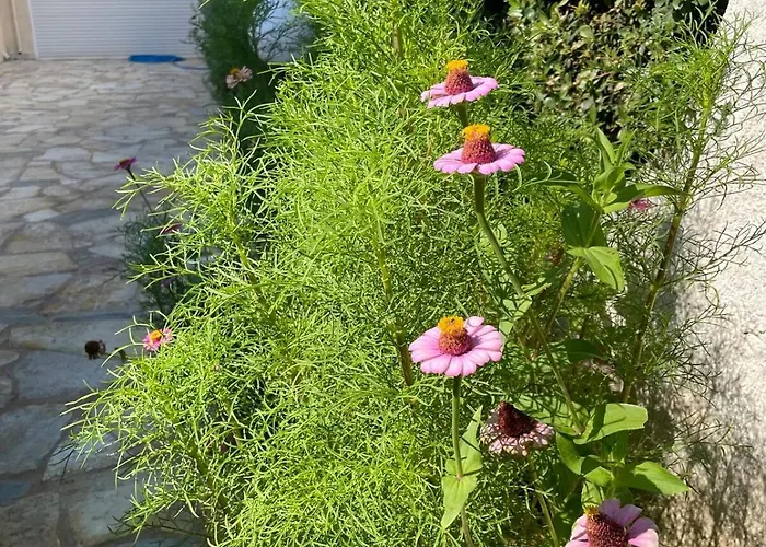 Villa Orangerie - Where Luxury Meets Serenity *