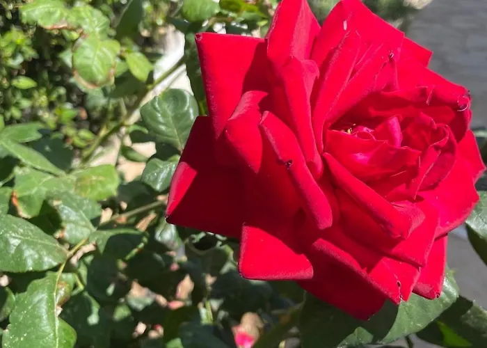 Orangerie - Where Luxury Meets Serenity * Káto Ássos